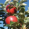  Les pommes d’antan, dernière chance pour la biodiversité  